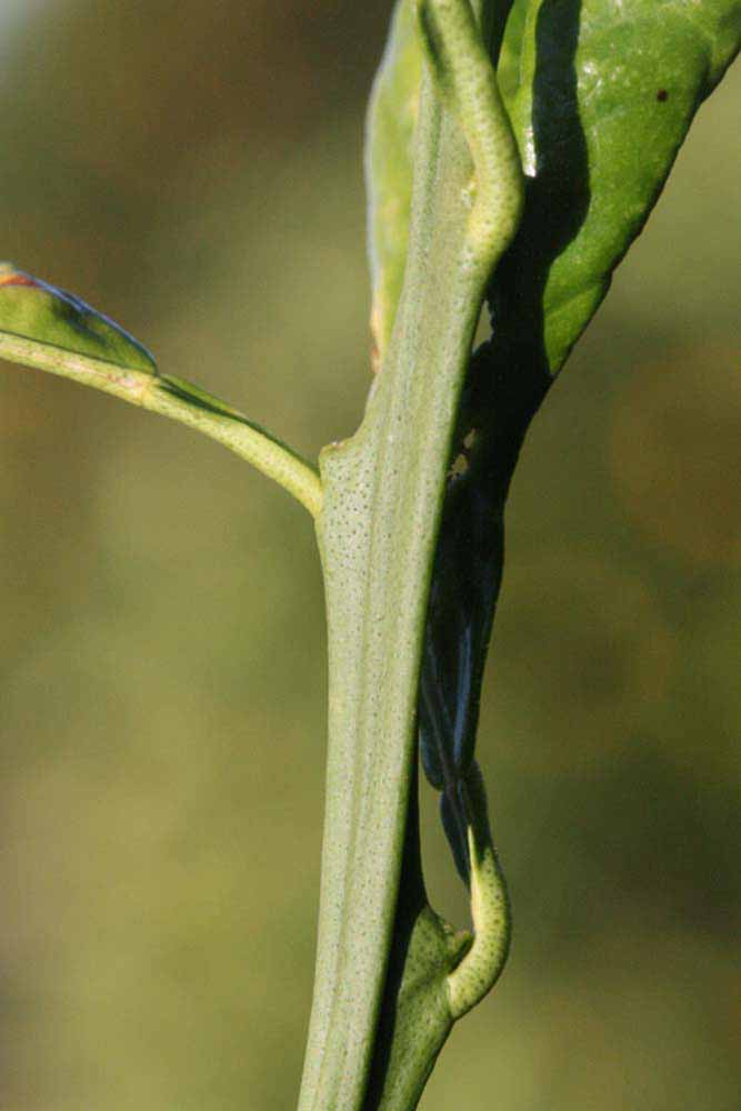              First year twig (Riverside, CA)       